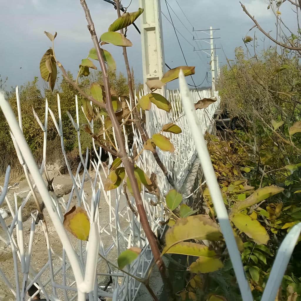 حفاظ شاخ گوزنی در عظیمیه کرج