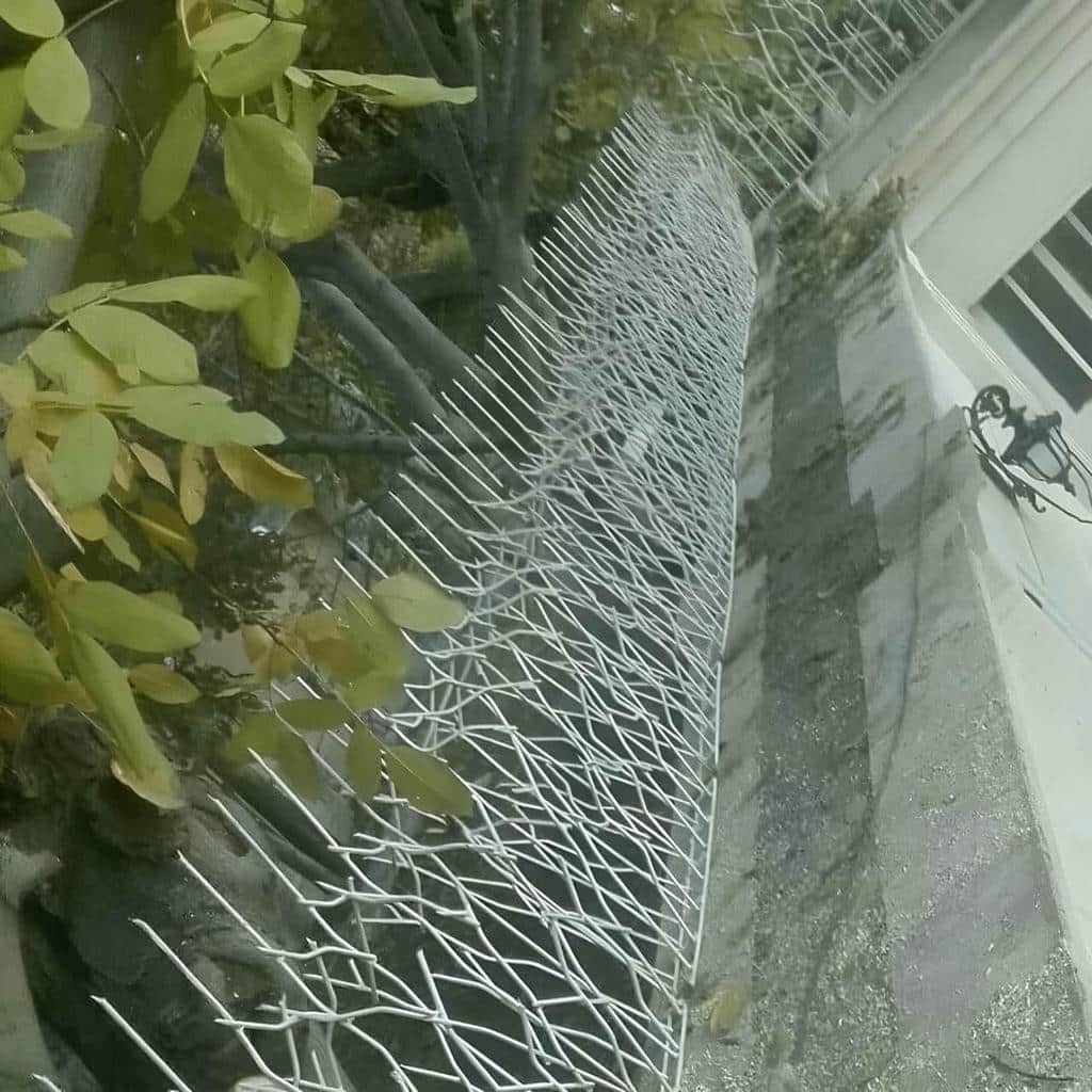 حفاظ شاخ گوزنی فلزی در سیرجان