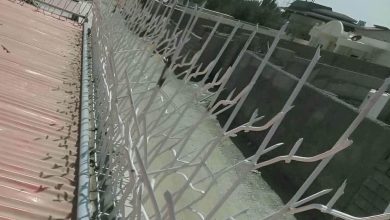 حفاظ شاخ گوزنی در بندر انزلی