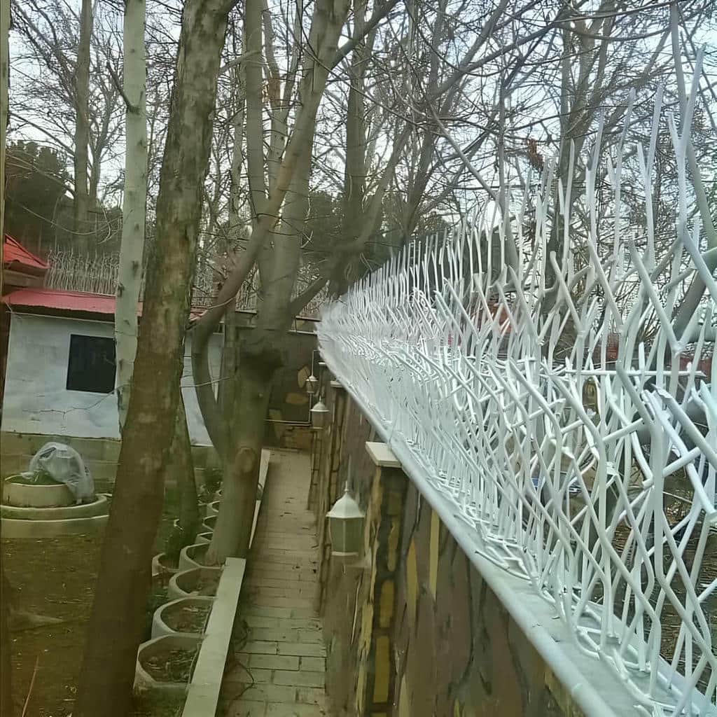 حفاظ شاخ گوزنی محوطه