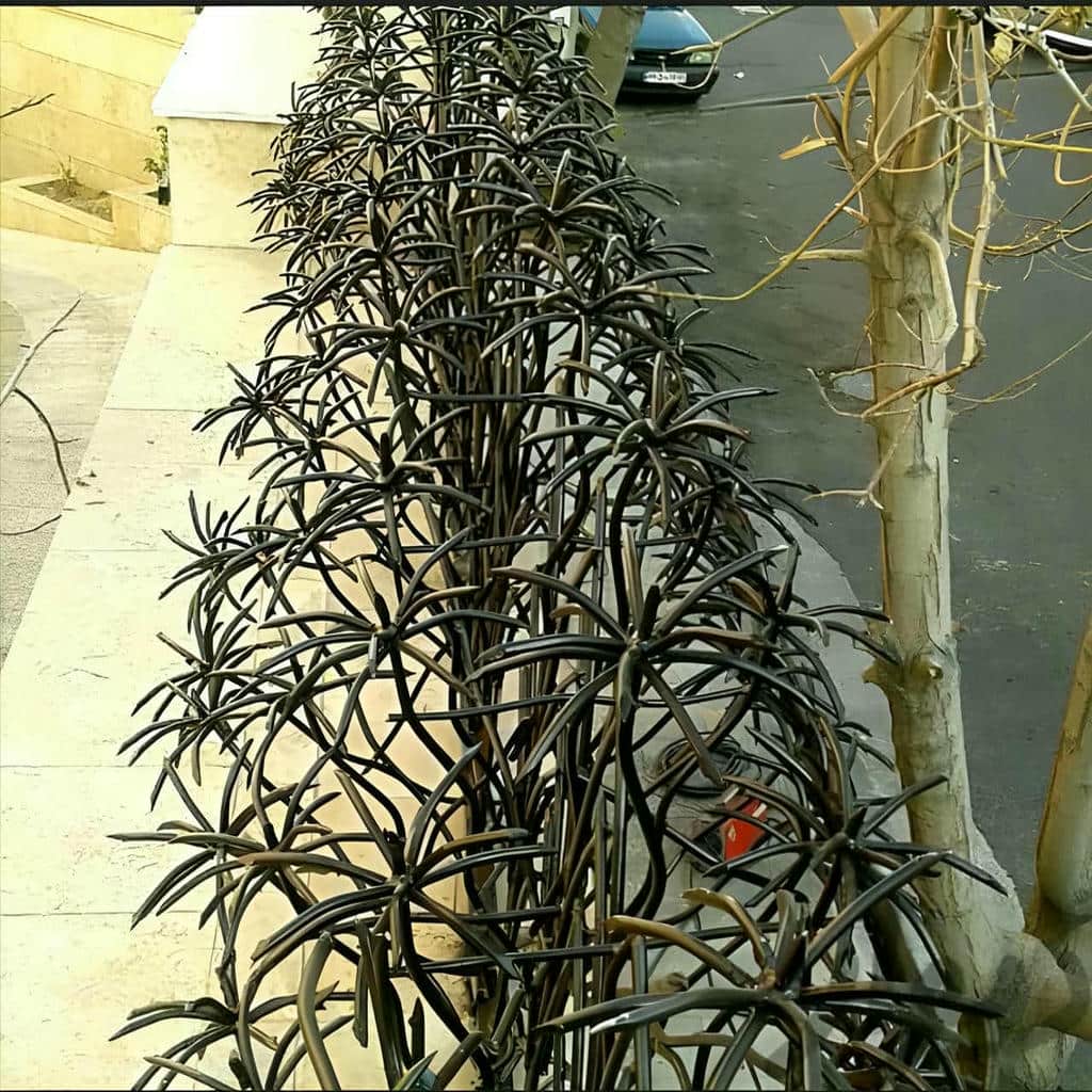 مرکز فروش حفاظ نخل مرداب مناسب مناطق مرطوب و بارانی